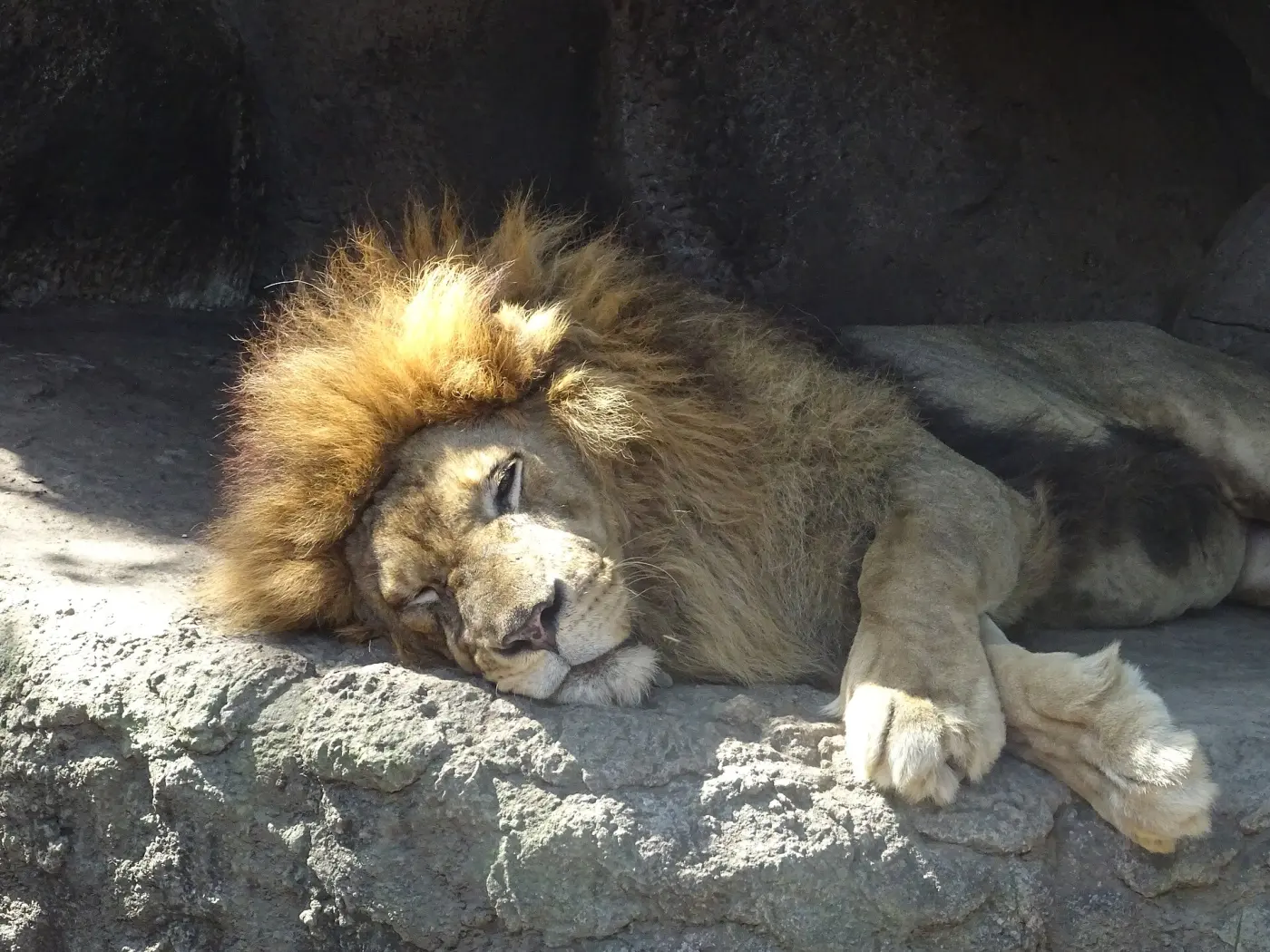 Bali Safari & Marine Park