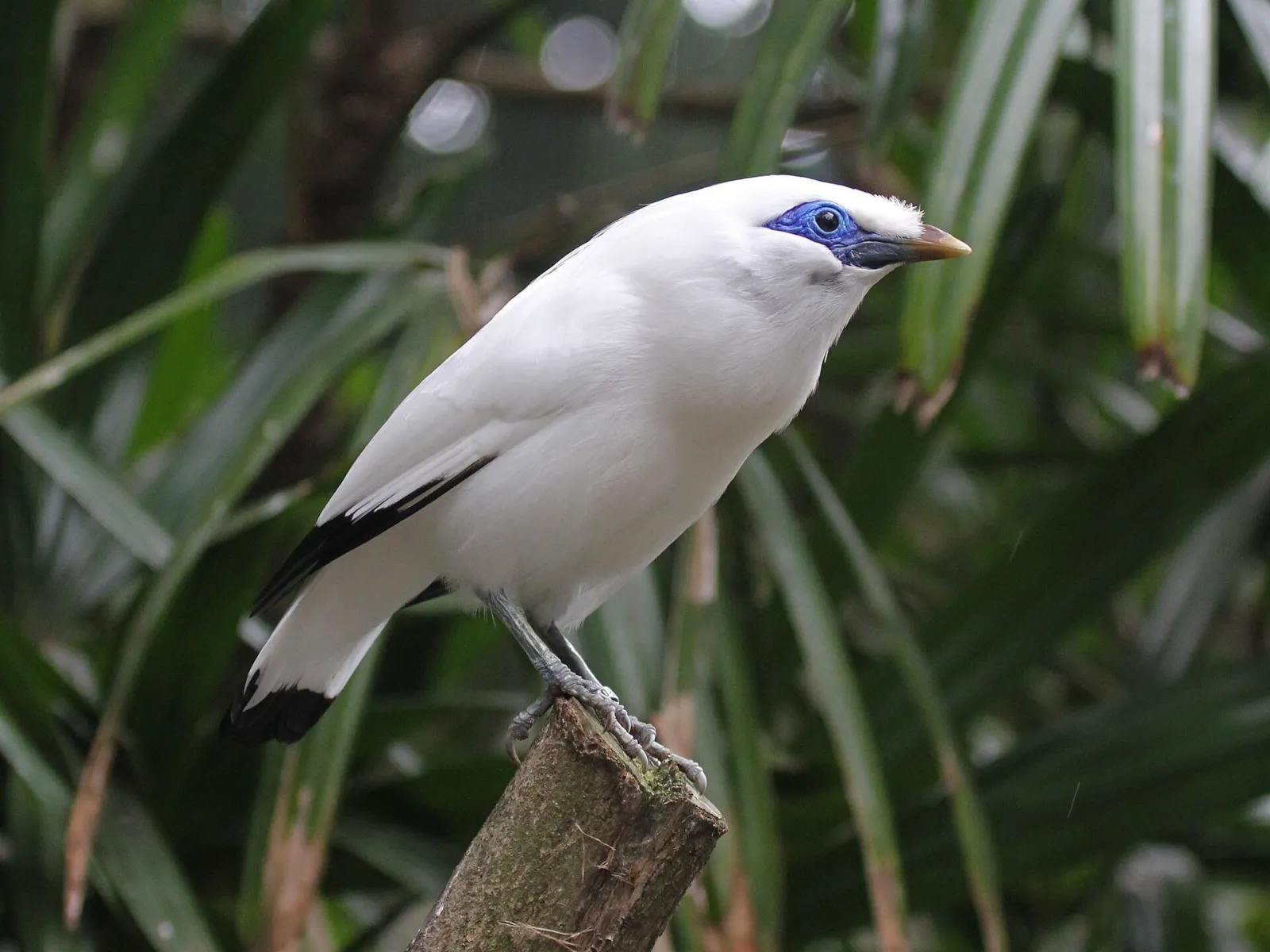 L'étourneau de Bali, l'oiseau de l'île