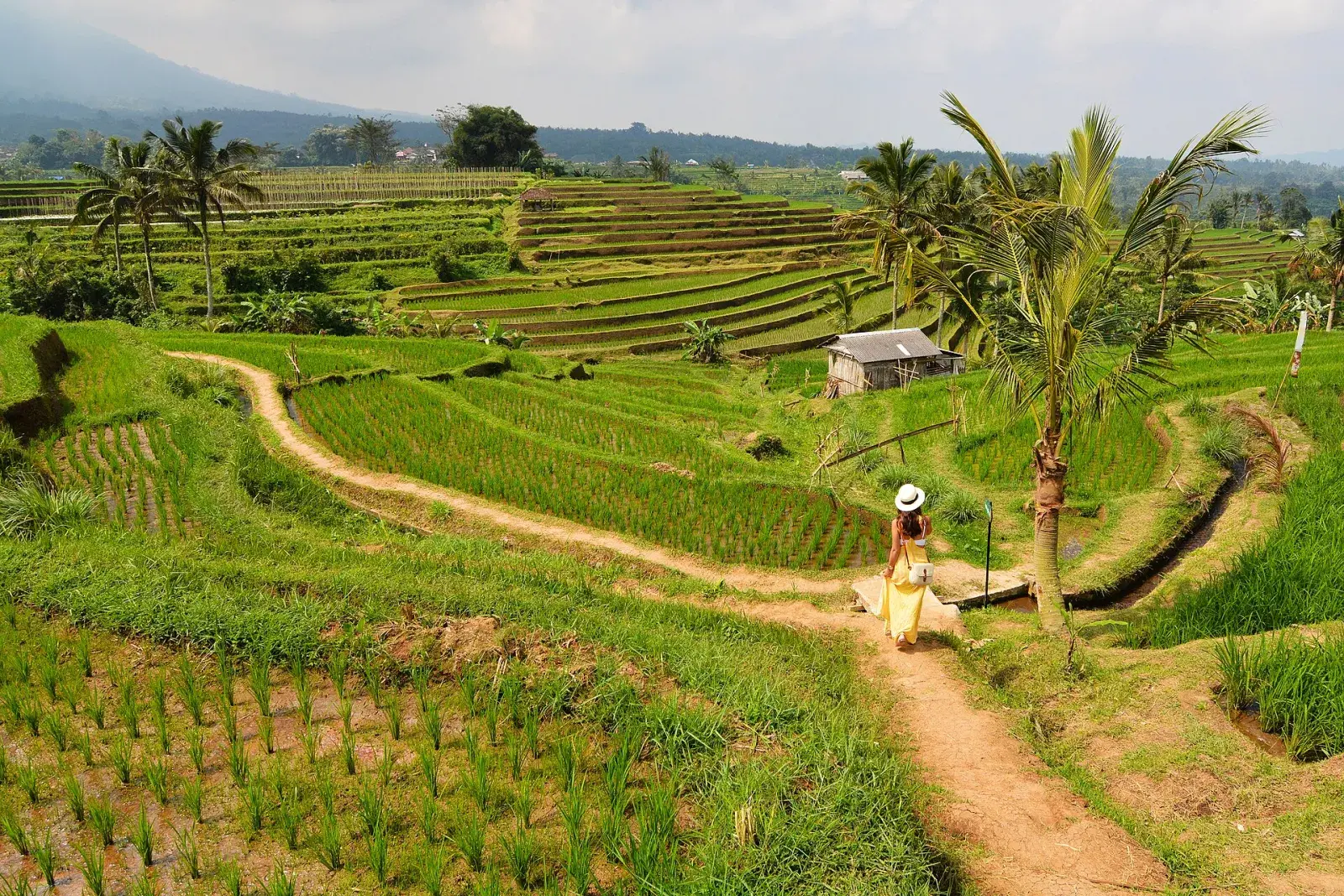 Jatiluwih rice terraces, UNESCO-listed