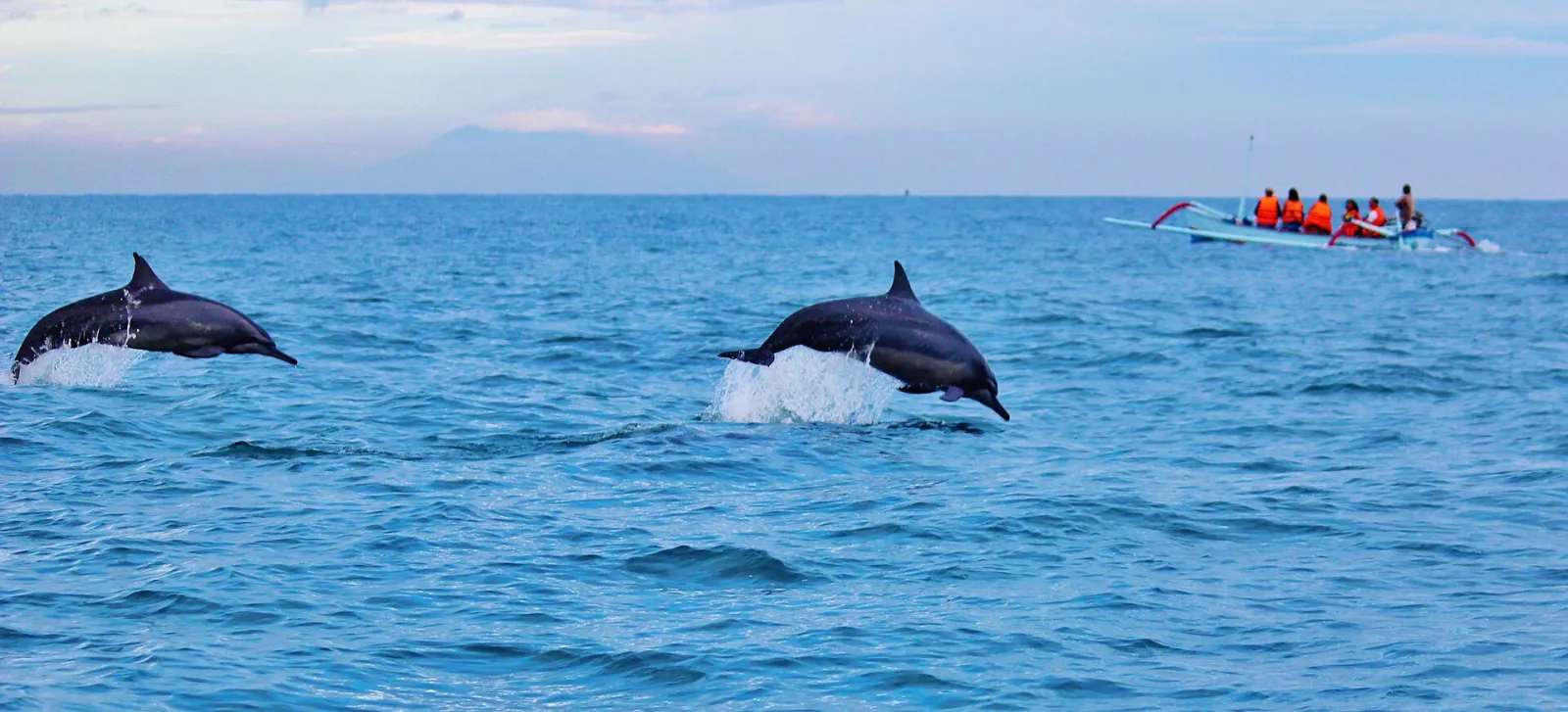 Dauphins au large de Lovina