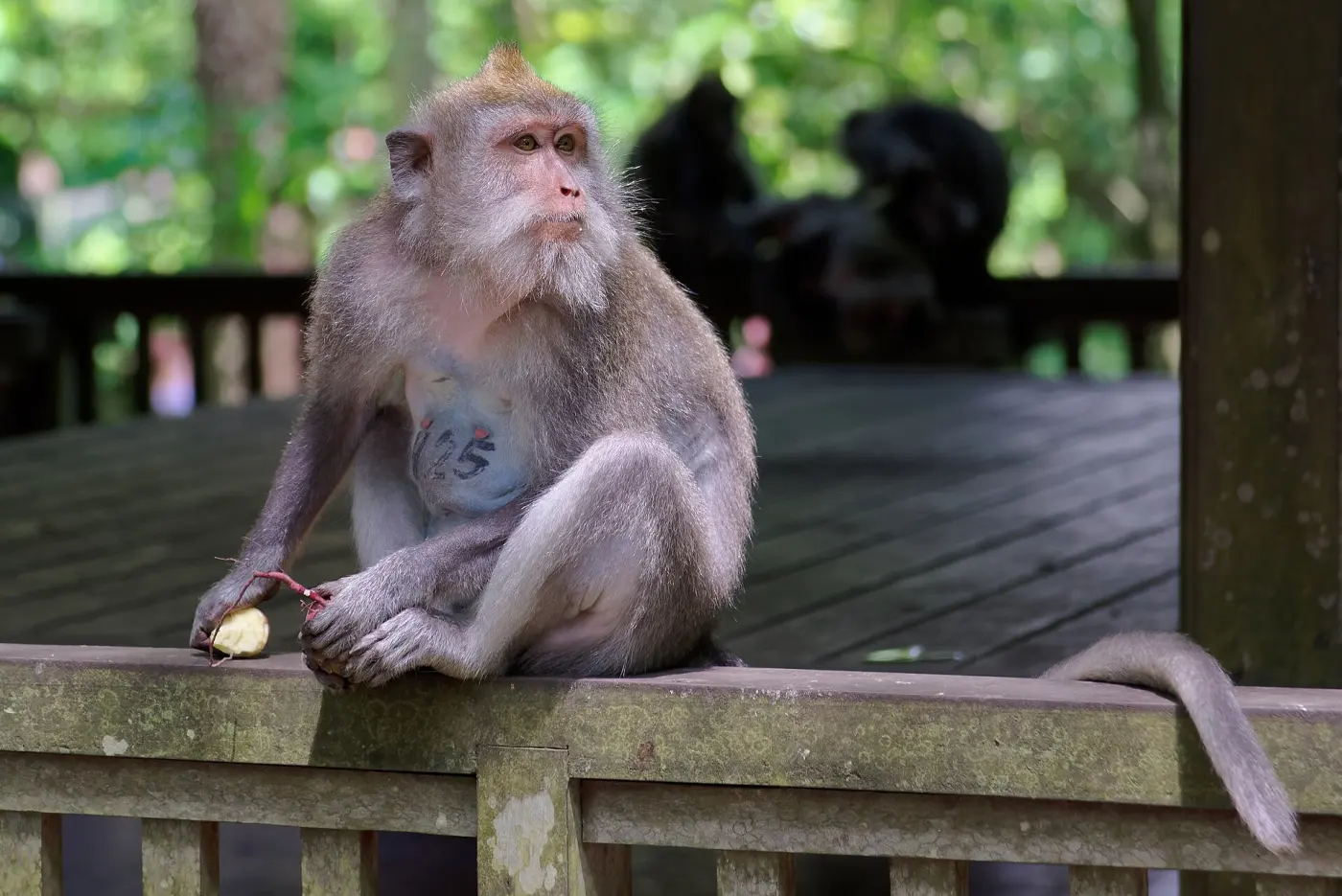 Forêt des singes d'Ubud