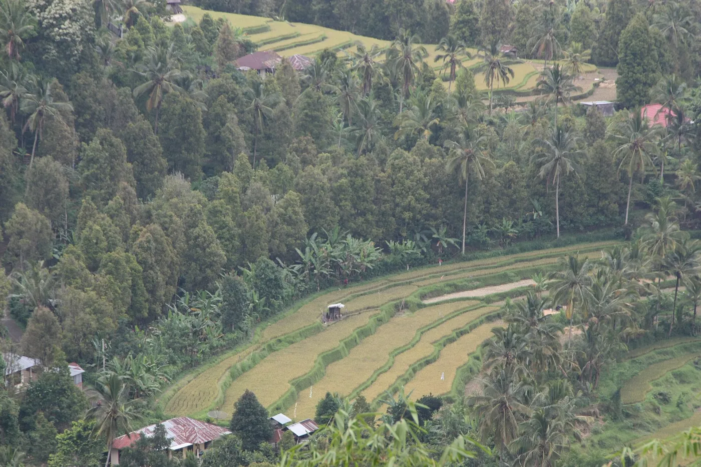 Rice terraces in the hills around Munduk