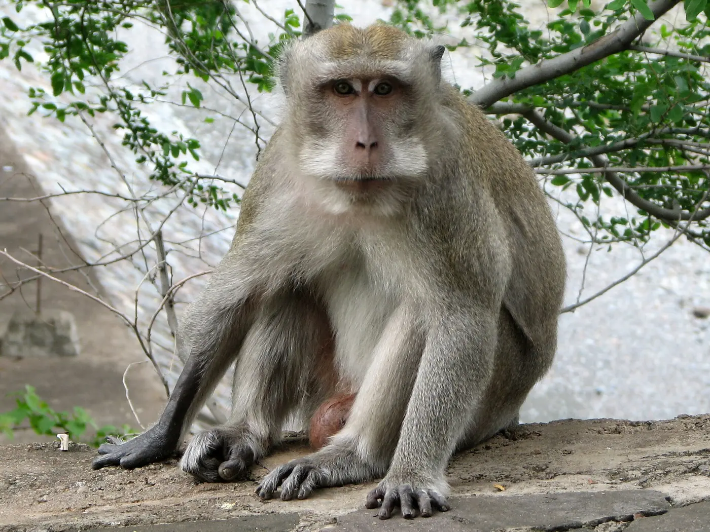 Macaque à longue queue à Pura Pulaki